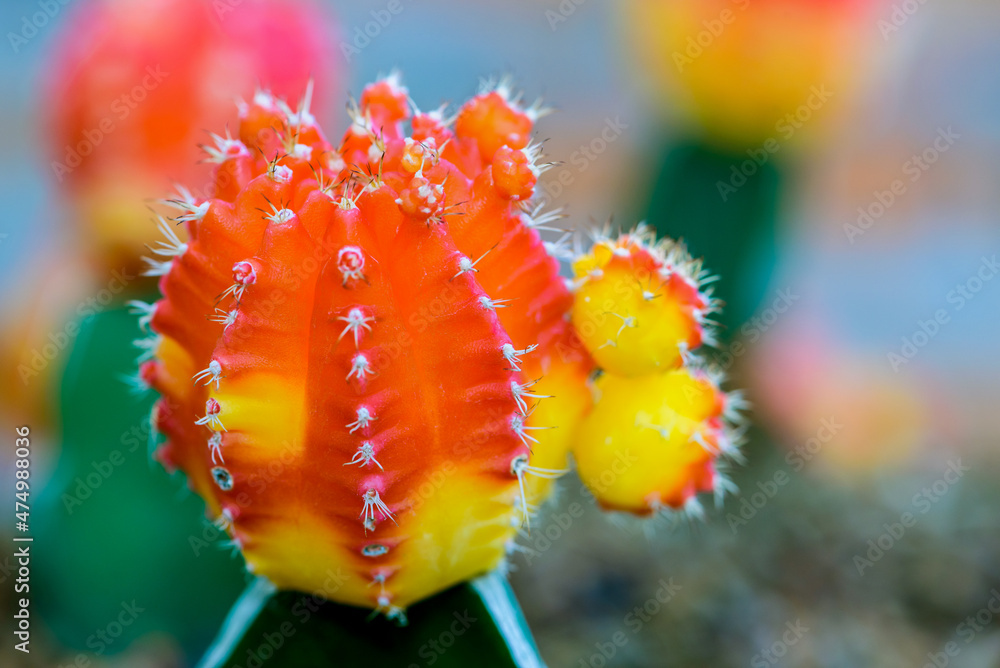 Poster Close up colorful small cactus plant with beautiful yellow and red flower blossom on the tree of Ruby Ball, grafted cactus or Moon Cactus, Macro of Gymnocalycium mihanovichii