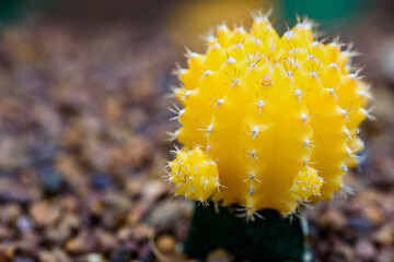 Close up colorful small cactus plant with beautiful yellow flower blossom on the tree of Ruby Ball, grafted cactus or Moon Cactus, Macro of Gymnocalycium mihanovichii