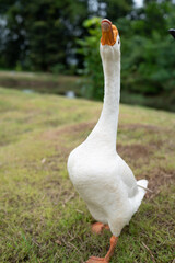goose farming, animal living in nature farm, white goose bird or big duck with feather