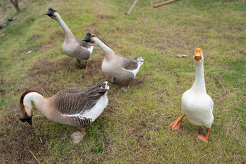 goose farming, animal living in nature farm, white goose bird or big duck with feather