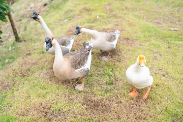 goose farming, animal living in nature farm, white goose bird or big duck with feather