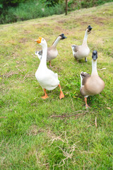 goose farming, animal living in nature farm, white goose bird or big duck with feather