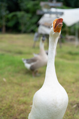 goose farming, animal living in nature farm, white goose bird or big duck with feather