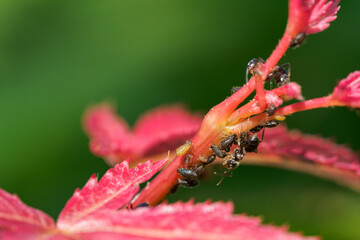 Black ants tending aphids on a red maple twig.