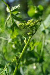 Green blossoms of juvie in detail with stem.
