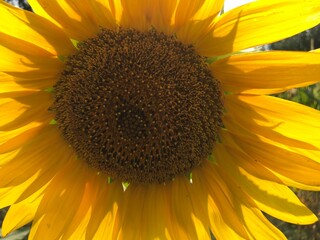 Naklejka premium through the sunflower the rays of the sun shine dazzling bright burning
