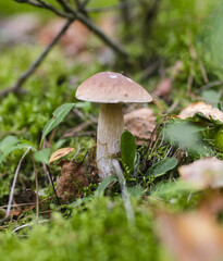 boletus mushroom in the forest