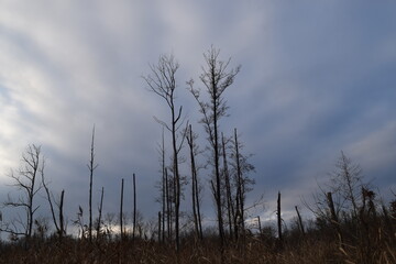 Swampland Death Trees