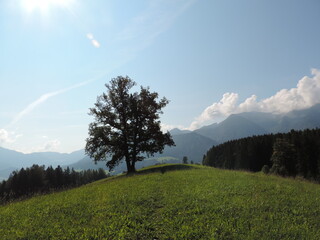 Tree on grass hill