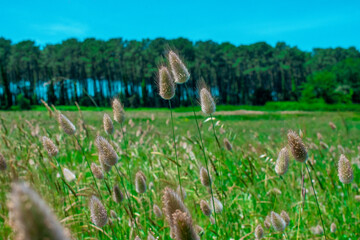 Prairie, végétation