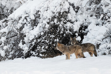 Grey Wolf (Canis lupus) in the winter scenery.  Bieszczady Mountains, The Carpathians, Poland.