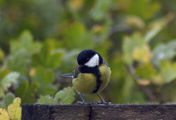 A titmouse flew into the garden in the fall