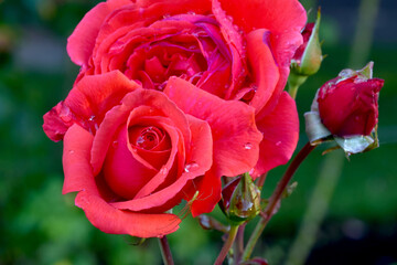 Fragrant Cloud Rose Flower