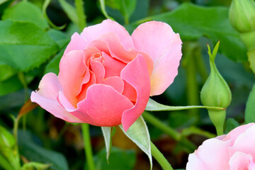 Tequila Pink Rose Flower 01