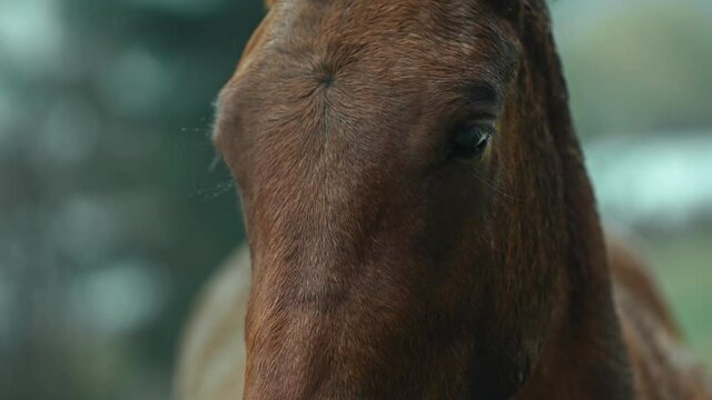 close up horse head. brown horse stands close to wooden fense, looking at camera. stallion at countryside at cold rainy autumn day outdoors in green field on forest background. farm animals in village