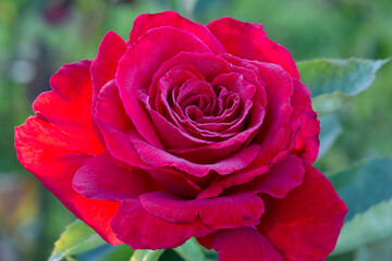 Red Spirit Rose Flower 01