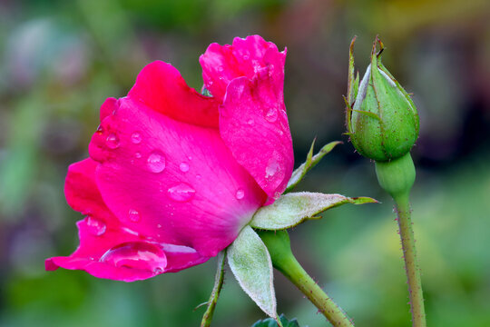 Dagmar Spath Pink Rose
