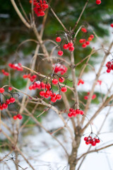 Winter frozen viburnum rowan bush under the snow with red berries Bunches in garden forest at winter, vitamins food. Winter nature, medicinal berries of mountain-ash