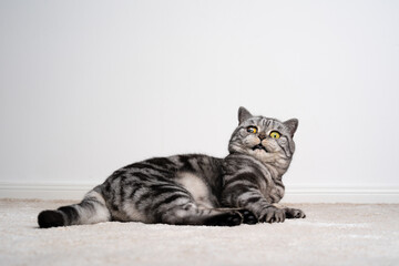 silver tabby british shorthair cat blind in one eye lying on floor looking at camera shocked or...