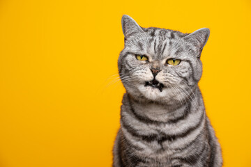 Obraz premium silver tabby british shorthair cat making angry face with mouth open meowing on yellow background with copy space