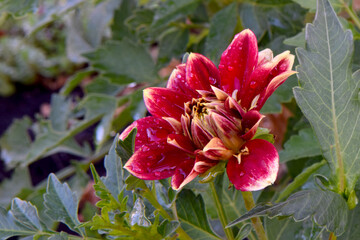 Obraz premium Red Dahlia Budding