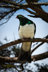 Fototapeta premium New Zealand Kereru Wood Pigeon