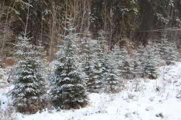 Fototapeta premium Dusting Of Snow On The Forest, Whitemud Park, Edmonton, Alberta