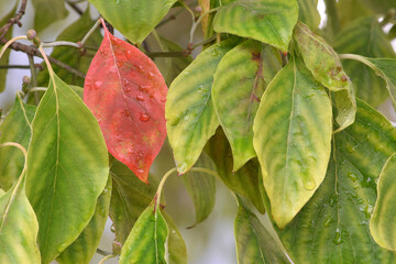 Dogwood Red Leaf Solo