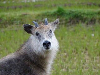 ニホンカモシカ