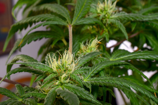 Green Cannabis Pistils 10