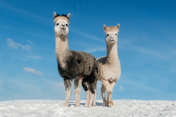 Two alpacas in winter. South American camelid.