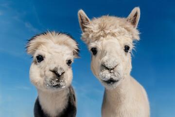 Two funny alpacas on the background of blue sky. South American camelid.
