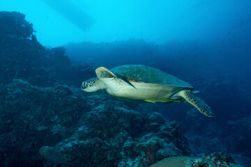 Fototapeta na wymiar Tartaruga Verde mentre nuota nell'oceano