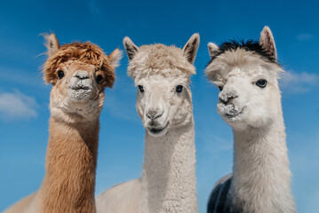 Three alpacas together on the background of blue sky. South American camelid. - obrazy, fototapety, plakaty