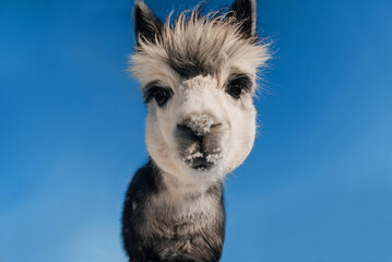 Funny grey alpaca on the background of blue sky. South American camelid.