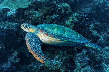 Tartaruga Verde mentre nuota nell'oceano con barriera corallina sullo sfondo © Massimo