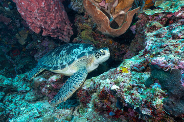 tartaruga verde sulla barriera corallina con spugne