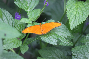 Butterfly - Orange Julia