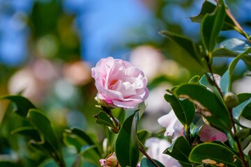 光を浴びて輝くピンクの山茶花（サザンカ）
