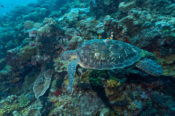 Fototapeta na wymiar Tartaruga Verde mentre nuota nell'oceano con barriera corallina sullo sfondo