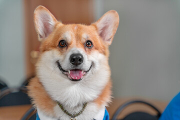 Portrait of smart obedient welsh corgi pembroke or cardigan dog looking forward and smiling, front view.