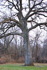 200 year old Burr Oak Tree