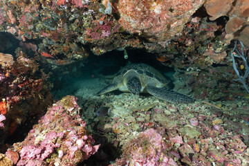 tartaruga verde sulla barriera corallina