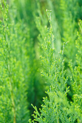 Bright green leaves of a zeraf tree.