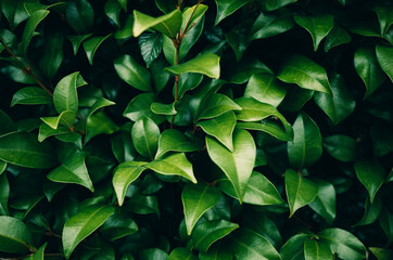 Naklejka na ściany i meble Green leaves background