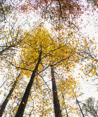 Following the tree trunk up to the canopy, with autumn leaves and overcast sky.