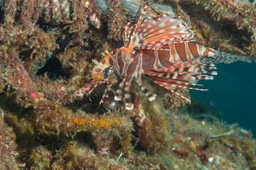 Shortfin Turkeyfish, Dendrochirus brachypterus on reef
