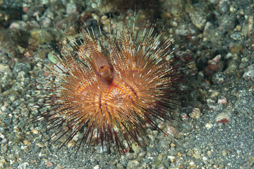 riccio rosso, Astropyga radiata, su sabbia vulcanica