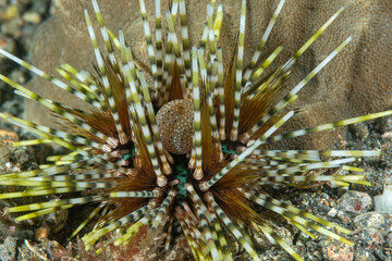 riccio di mare fasciato, Echinothrix calamaris, su sabbia vulcanica