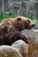 Resting brown bear in detail.